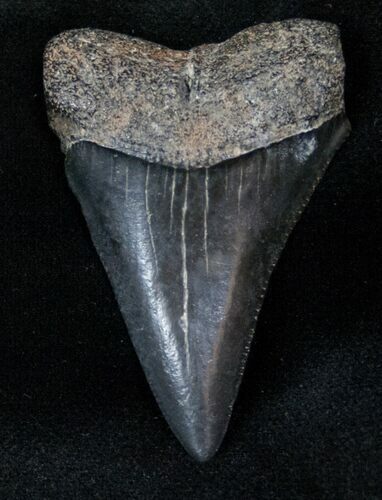 Fossil Great White Shark Tooth - #12878